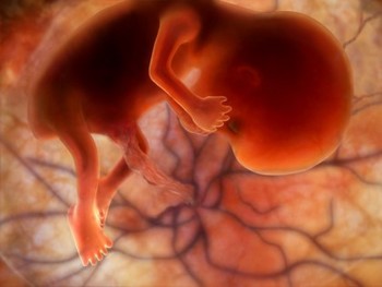 Foetus 11ème semaine grossesse