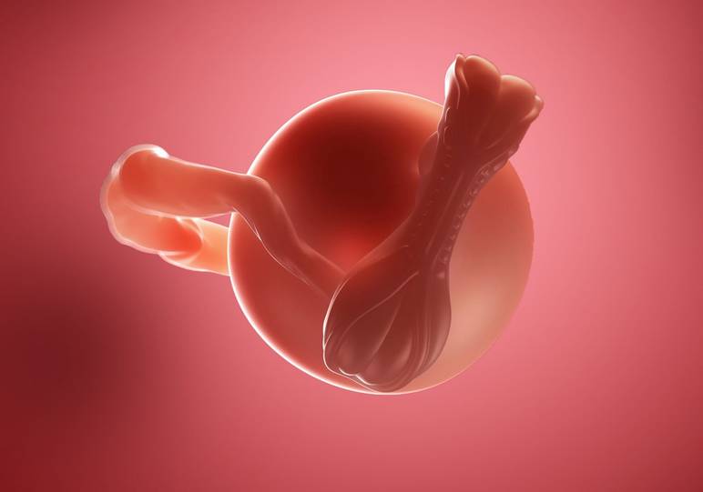 Semaine 3 de grossesse : embryon
