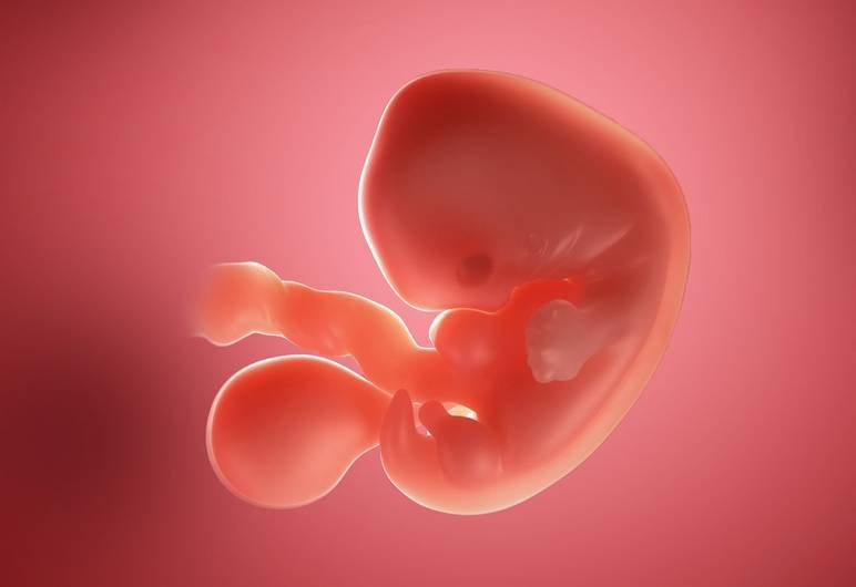 Semaine 5 de grossesse : embryon