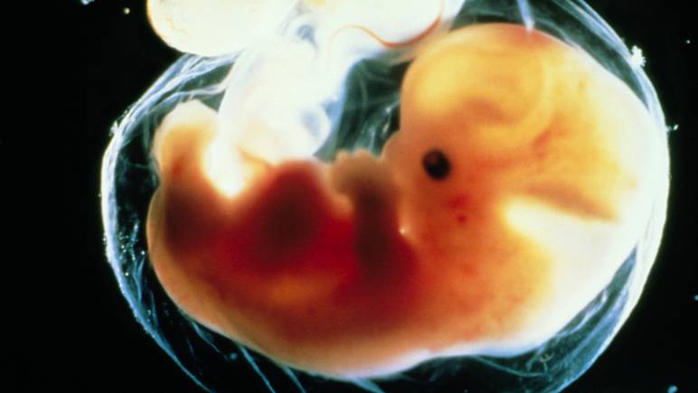 Embryon 6ème semaine de grossesse
