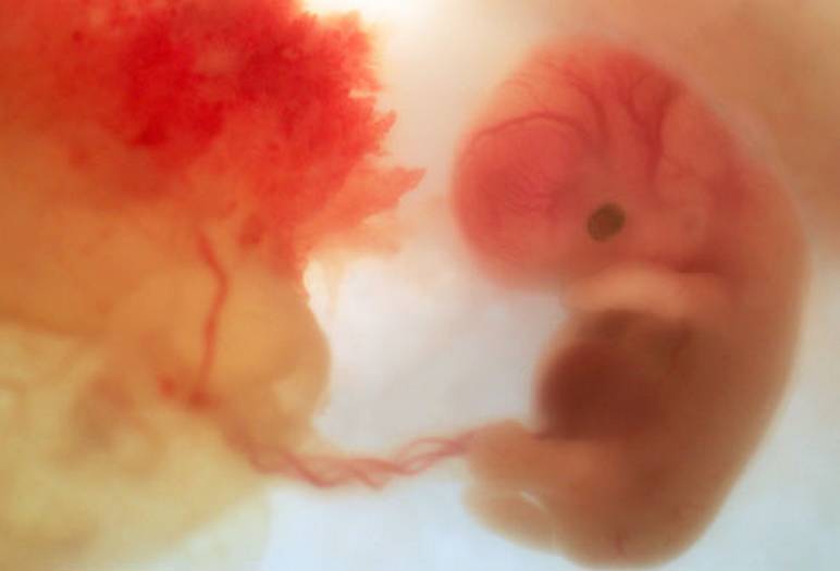 Semaine 7 de grossesse : l'embryon