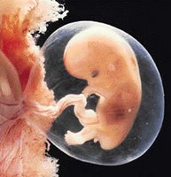 Développement embryon - 2ème mois grossesse