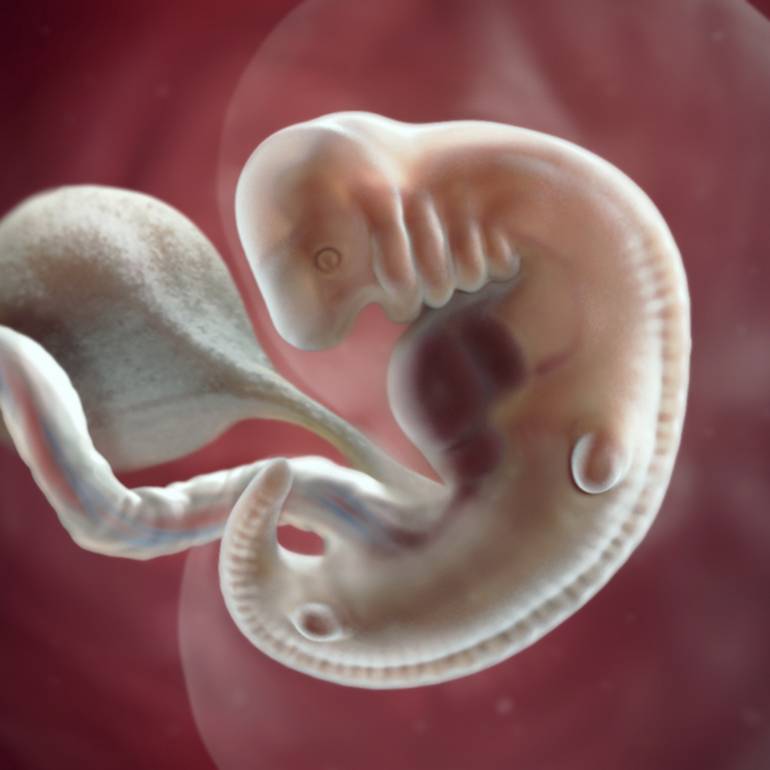 Embryon 4ème semaine de grossesse