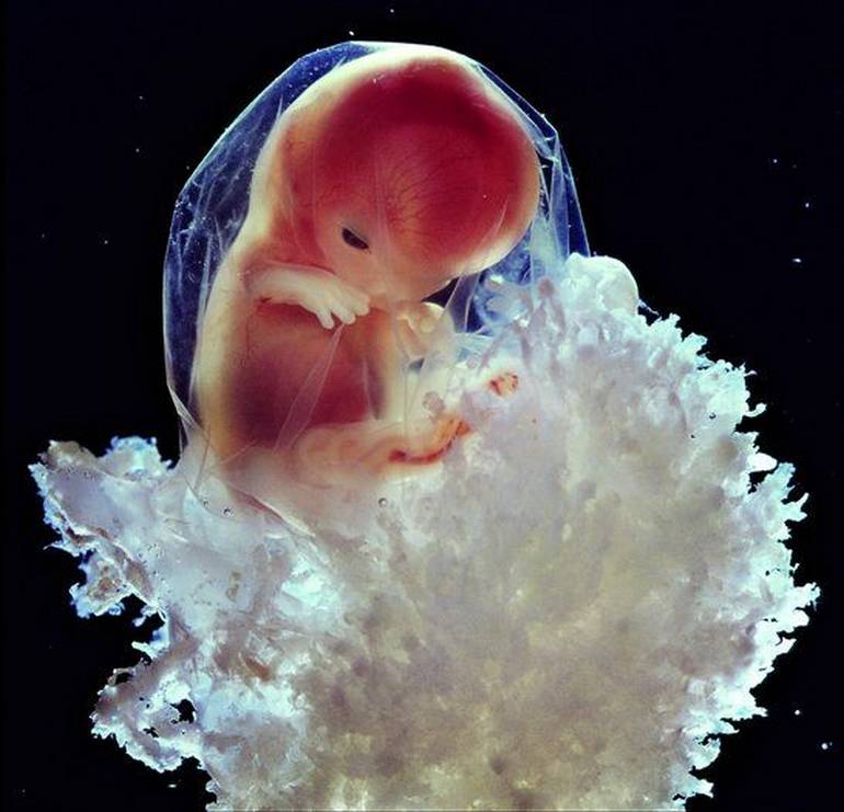 Développement de l'embryon à la 8ème semaine de grossesse