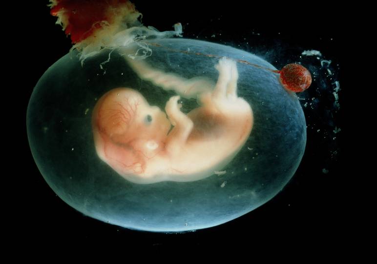 Embryon à 8 semaines de grossesse
