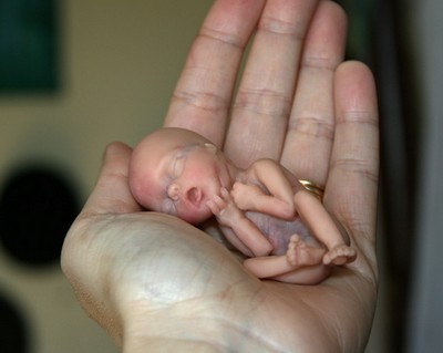 Foetus 12ème semaine de grossesse - Modèle en résine