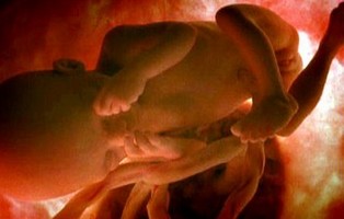 Image d'un bébé de 26 semaines dans le ventre de sa maman