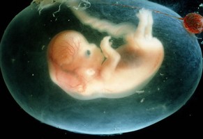 Embryon 2ème mois de grossesse