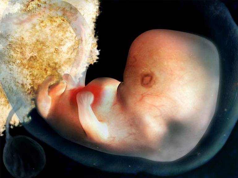 5ème semaine de grossesse : développement embryon