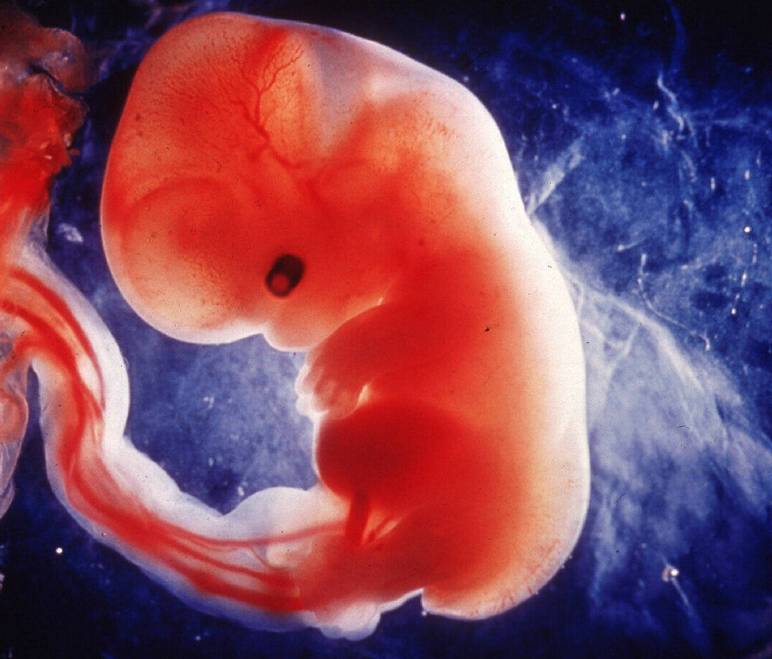 Embryon à 7 semaines de grossesse