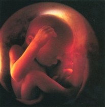 Foetus dans l'utérus