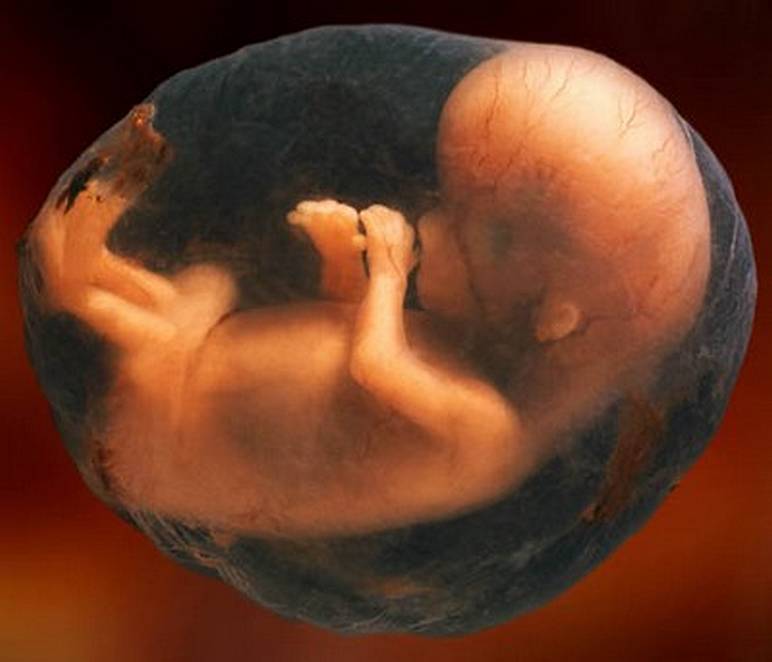 Bébé Semaine 9 de grossesse